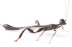Crown wasp (Stephanidae- Megischus bicolor) (27142882104).jpg
