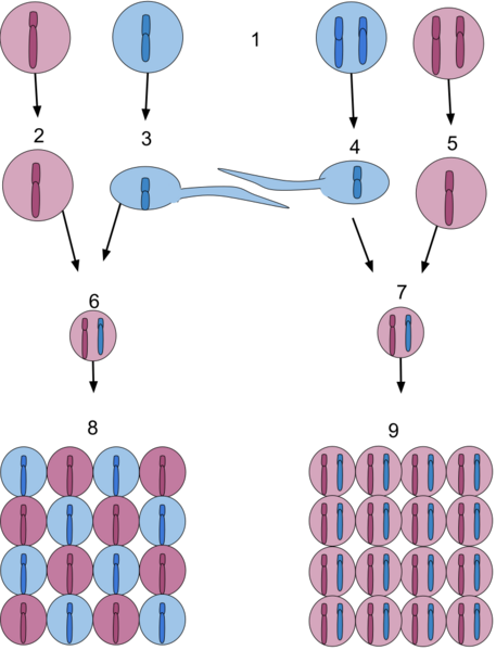 File:Difference of Haploid and Diploid Gene Regulation in Mendelian Genetics.svg