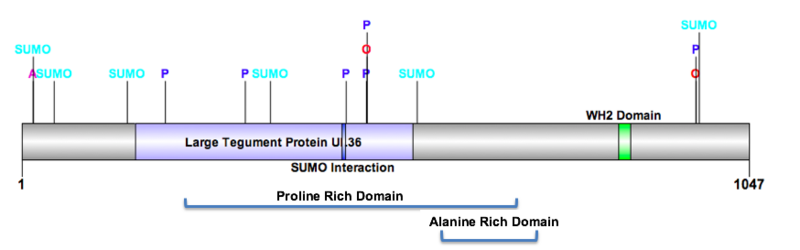 File:Domains of C15orf39 gene..png