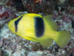 Doublebanded soapfish (Diploprion bifasciatum) (39762210363).jpg