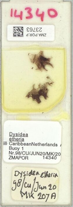 Dysidea etheria Preserved Specimen.jpg