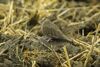 Ecuadorian Ground-Dove S4E7911.jpg