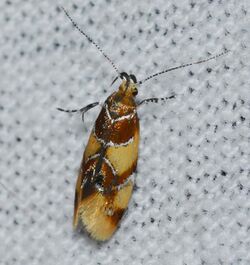 Epicallima argenticinctella – Orange-headed Epicallima Moth (14439547615).jpg