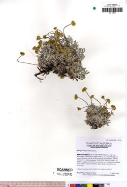 Eriogonum prociduum JEPS109844 (4495733868).jpg