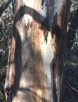Eucalyptus viminalis - trunk bark.jpg