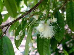 Eugenia victoriana - Fruit and Spice Park - Homestead, Florida - DSC08892.jpg