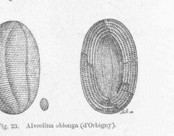 FMIB 50030 Alveolina oblonga (d'Orbigny).jpeg
