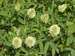 Fabaceae - Trifolium pannonicum.JPG