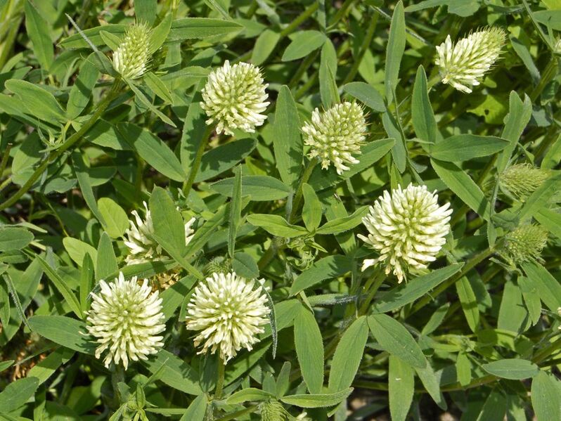File:Fabaceae - Trifolium pannonicum.JPG