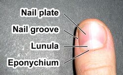 Fingernail label (enwiki).jpg