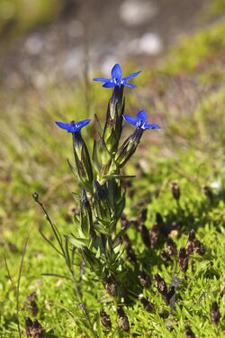 Gentiana nivalis LC0404.jpg