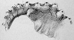 A black-and-white drawing of an octopus arm.