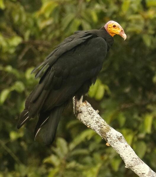 File:Great Yellow-headed Vulture.jpg