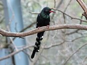 Green Woodhoopoe RWD7.jpg