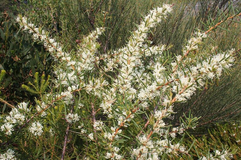 File:Hakea teretifolia 3 Kurnell smaller.jpg