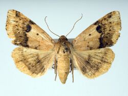 Heliocheilus lupatus.jpg