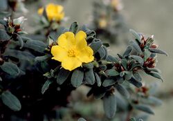Hibbertia montana.jpg