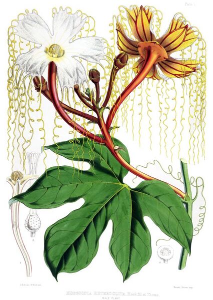 File:Hodgsonia heteroclita male.jpg