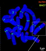 Karyotype of barley (Hordeum vulgare).png