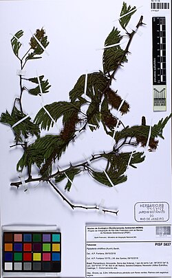 Lachesiodendron.jpg