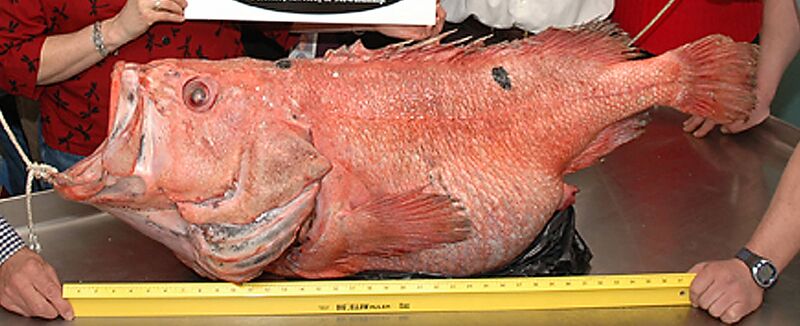 File:Largest Shortraker Rockfish (Sebastes borealis) ever seen.jpg