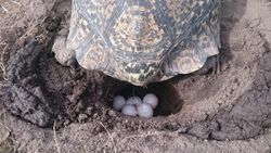 Leopard tortoise laying eggs.jpg