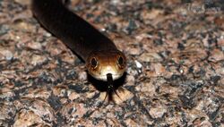 Lesser Black Whip Snake (Demansia vestigiata) (8692361790).jpg