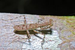 Lichen Mantis (Liturgusa maya) (6788306847).jpg
