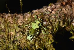 Lichen katydid Trachyzulpha sp. (24900579029).jpg