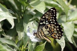 Lime butterfly (Papilio demoleus malayanus) male Changi Point S.jpg