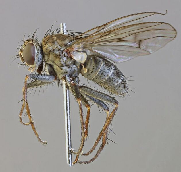 File:Lispocephala alma, Harlech, North Wales, March 2013 (16802527275).jpg
