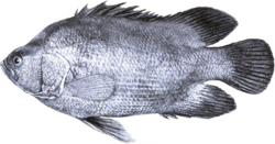 Lobotes pacificus, 1925, in Zoölogical Series vol 15 Marine Fishes of Panama pt 2, by Meek & Hildebrand.png