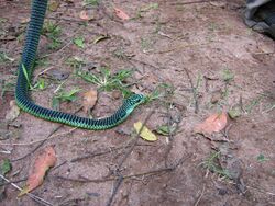 MaleBoomslang.jpg