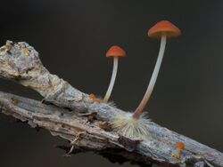 Marasmius elegans 598255.jpg