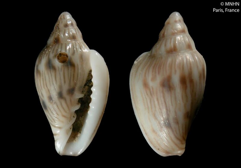 File:Marginella aequinoctialis (MNHN-IM-2000-4308).jpeg