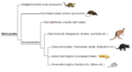 Marsupial phylogeny (eng).png