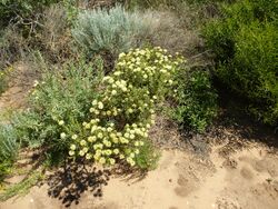 Melaleuca ciliosa (habit).JPG