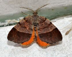 Mellilla xanthometata - Orange Wing Moth (13942572473).jpg