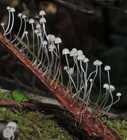 Mycena albidocapillaris Grgur. & T.W. May 1057913.jpg