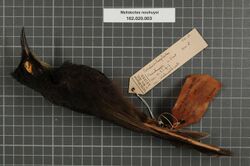 Naturalis Biodiversity Center - RMNH.AVES.148278 1 - Melidectes nouhuysi (Van Oort, 1910) - Meliphagidae - bird skin specimen.jpeg