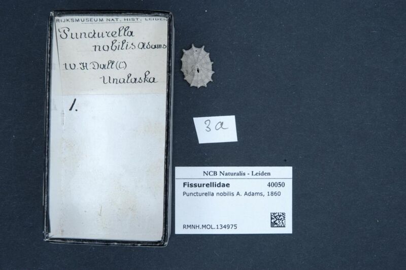 File:Naturalis Biodiversity Center - RMNH.MOL.134975 - Puncturella nobilis A. Adams, 1860 - Fissurellidae - Mollusc shell.jpeg