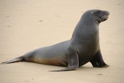 New Zealand Sea Lion.jpg