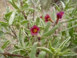 Nonea caspica.jpg