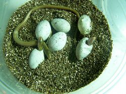 Ophisaurus ventralis hatching.jpg