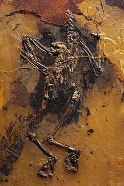 Paleoglaux-artophoron-fossil.jpg