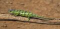 Panther chameleon (Furcifer pardalis) male Montagne d’Ambre.jpg