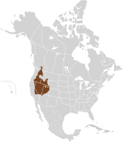 Perognathus parvus map.svg