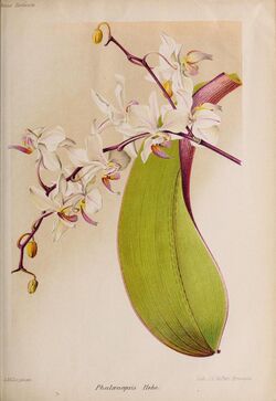 Phalaenopsis × rolfeana (as Phalaenopsis Hebe) Revue Horticole 83 (1911).jpg
