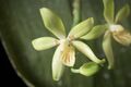 Phalaenopsis cochlearis (Borneo) Holttum, Orchid Rev. 73- 409 (1964) (36008796681).jpg