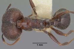 Pheidole rhea casent0102892 dorsal 1.jpg